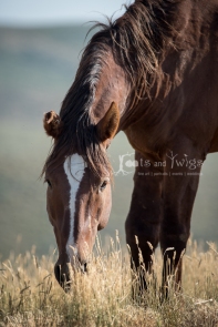 Wild Stallion Grazing, Southern Wyoming
