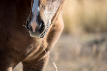 Wild Foal Grazing, Southern Wyoming