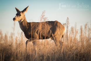 Mule Deer, Rocky Mountain Arsenal, Commerce City, Colorado
