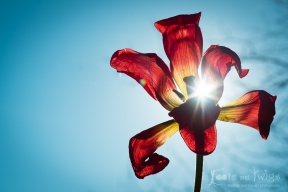 Tulip Sun Flare