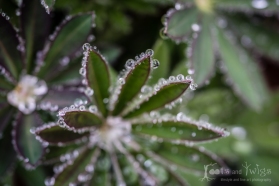 Lupine with Melting Snow Droplets