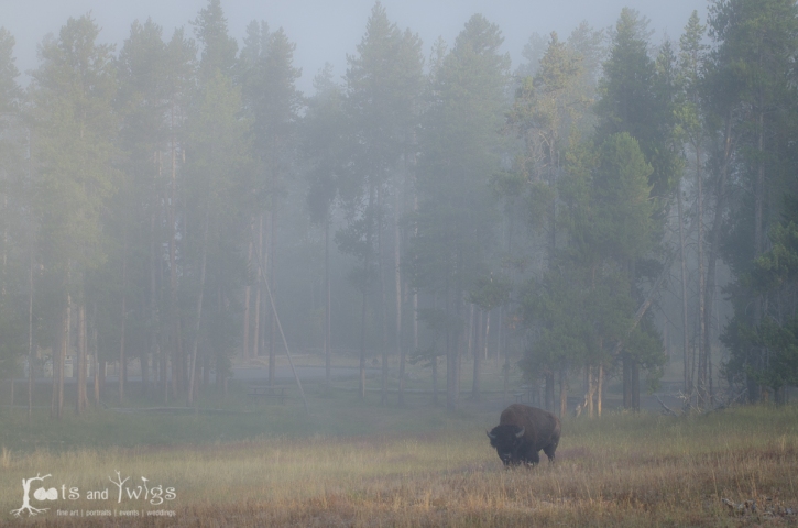 Bison in Morning Fog, Yellowstone National Park, Wyoming
