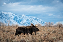 Bull Moose, Kelly, Wyoming