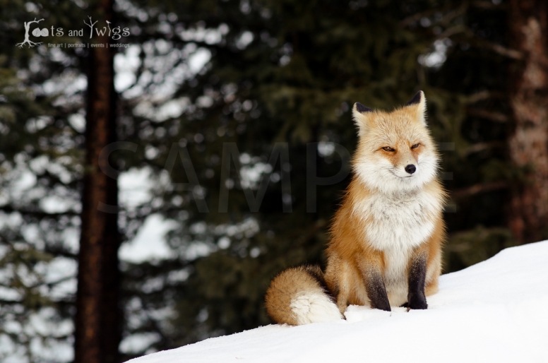 Red Fox in Snow, Grand Teton National Park