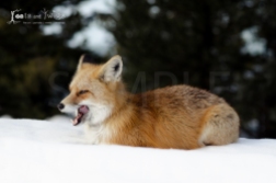 Red Fox in Snow, Grand Teton National Park
