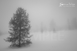 Grand Teton National Park in Heavy Fog and Snow