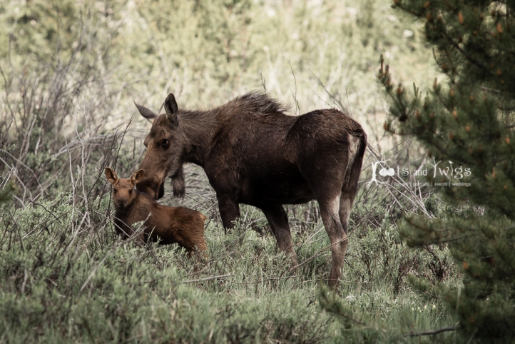 Mother and Baby Moose, Rocky Mountain National Park, Colorado