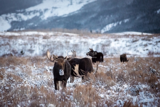 Moose in Snow, Kelly, Wyoming