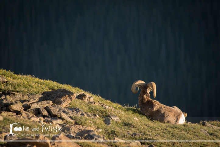 Bighorn Sheep Ram, Rocky Mountain National Park, Colorado