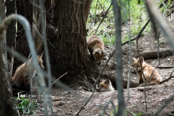 Red Fox Kits, Fort Collins, Colorado