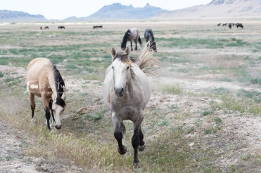 Onaqui Wild Horse Herd, Utah
