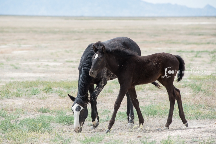 Wild Foal, Utah