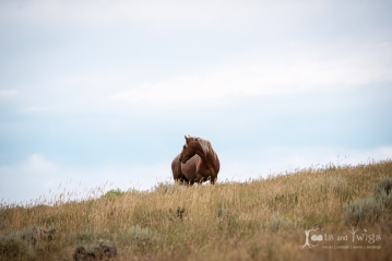 Wild Horse, Pilot Butte, Wyoming