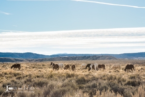 Field of Dreams, Colorado Wild Horses