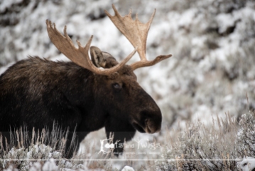 Bull Moose in Snow, Kelly, Wyoming