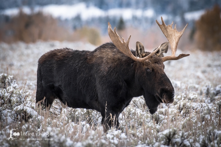 Bull Moose in Snow, Kelly, Wyoming