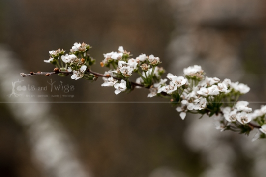 White Spring Blossoms Branch 4