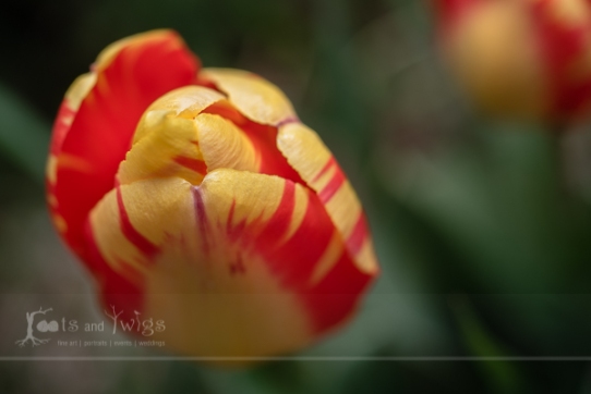 Flaming Tulip