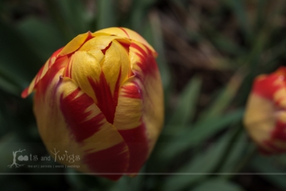 Flaming Tulip 1