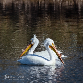 American White Pelican Mates