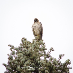 Hawk, Fort Collins, Colorado