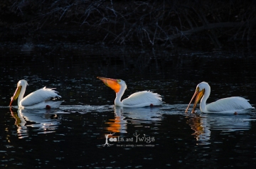 Pelicans, Fort Collins, Colorado