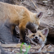 Red Fox Kits, Fort Collins, Colorado