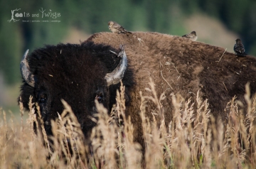 Starlings hitching an early morning bison lift in Moose, Wyoming