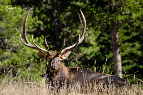 Bull Elk, Colorado