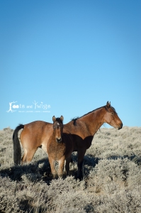 Wild in Wyoming, Mother and Foal