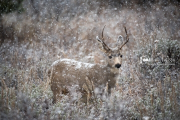 Mule Deer, Grand Teton National Park, Wyoming