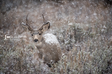 Mule Deer, Grand Teton National Park, Wyoming