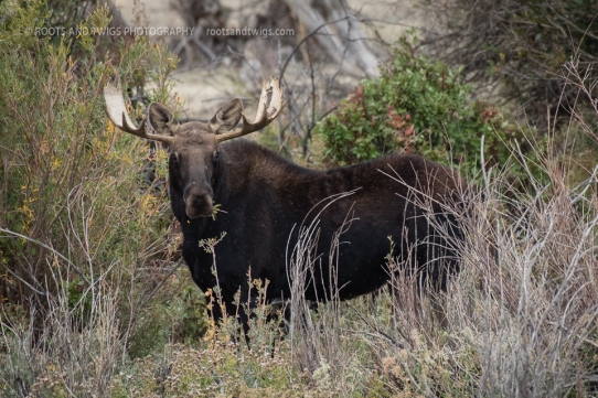 Summer Bull Moose, Seedskadee National Wildlife Refuge