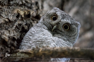 Screech Owl, Fort Collins, Colorado
