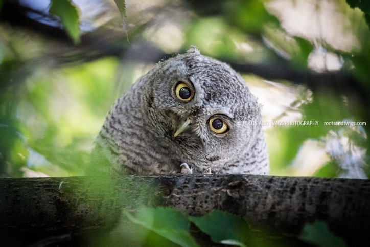Screech Owl, Fort Collins, Colorado