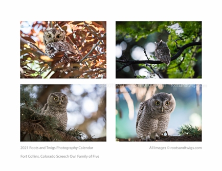Owl Calendar Cover Format