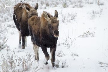 Young Twin Moose Following Their Mother, Kelly, Wyoming